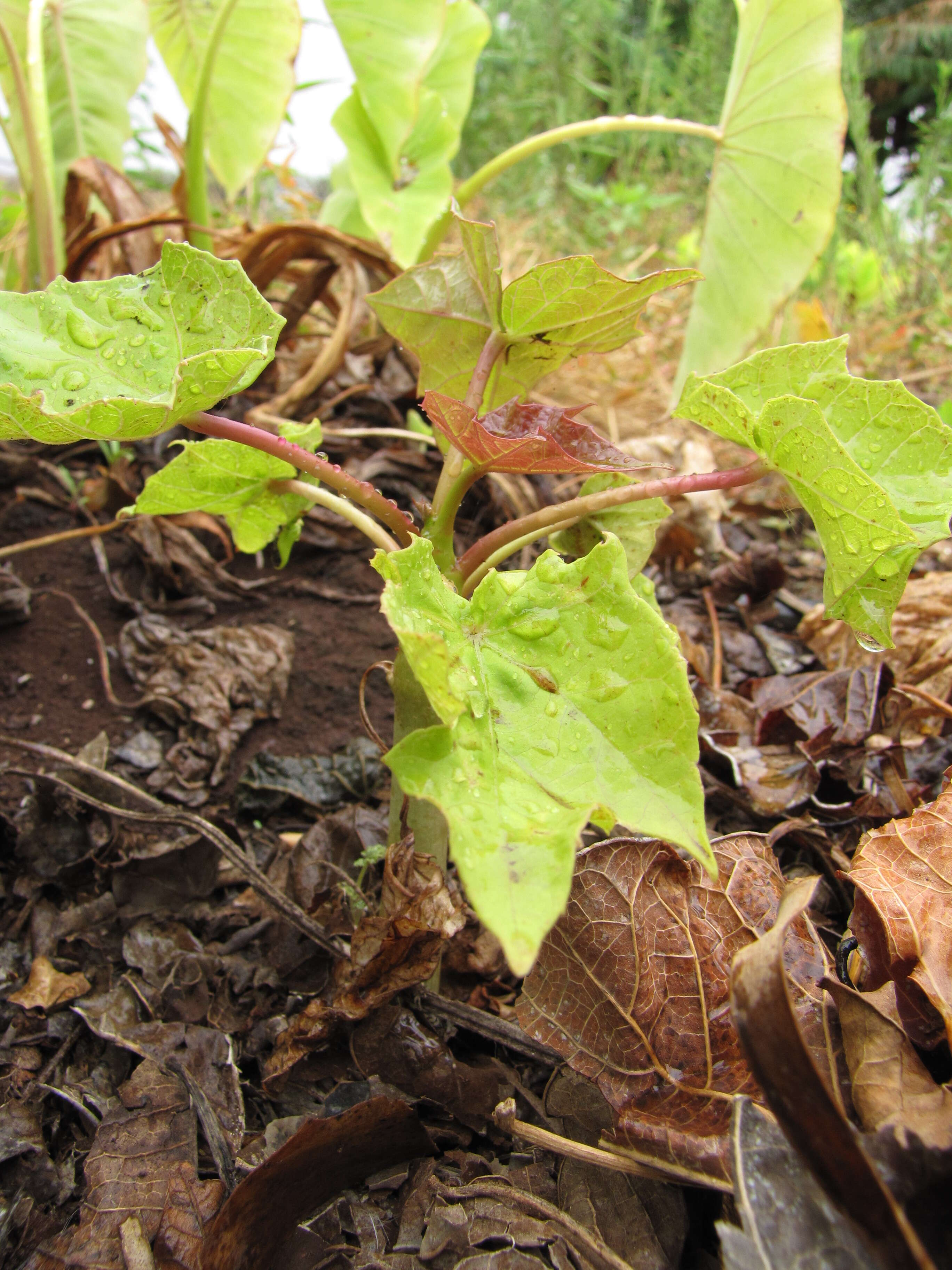 Image of Barbados nut