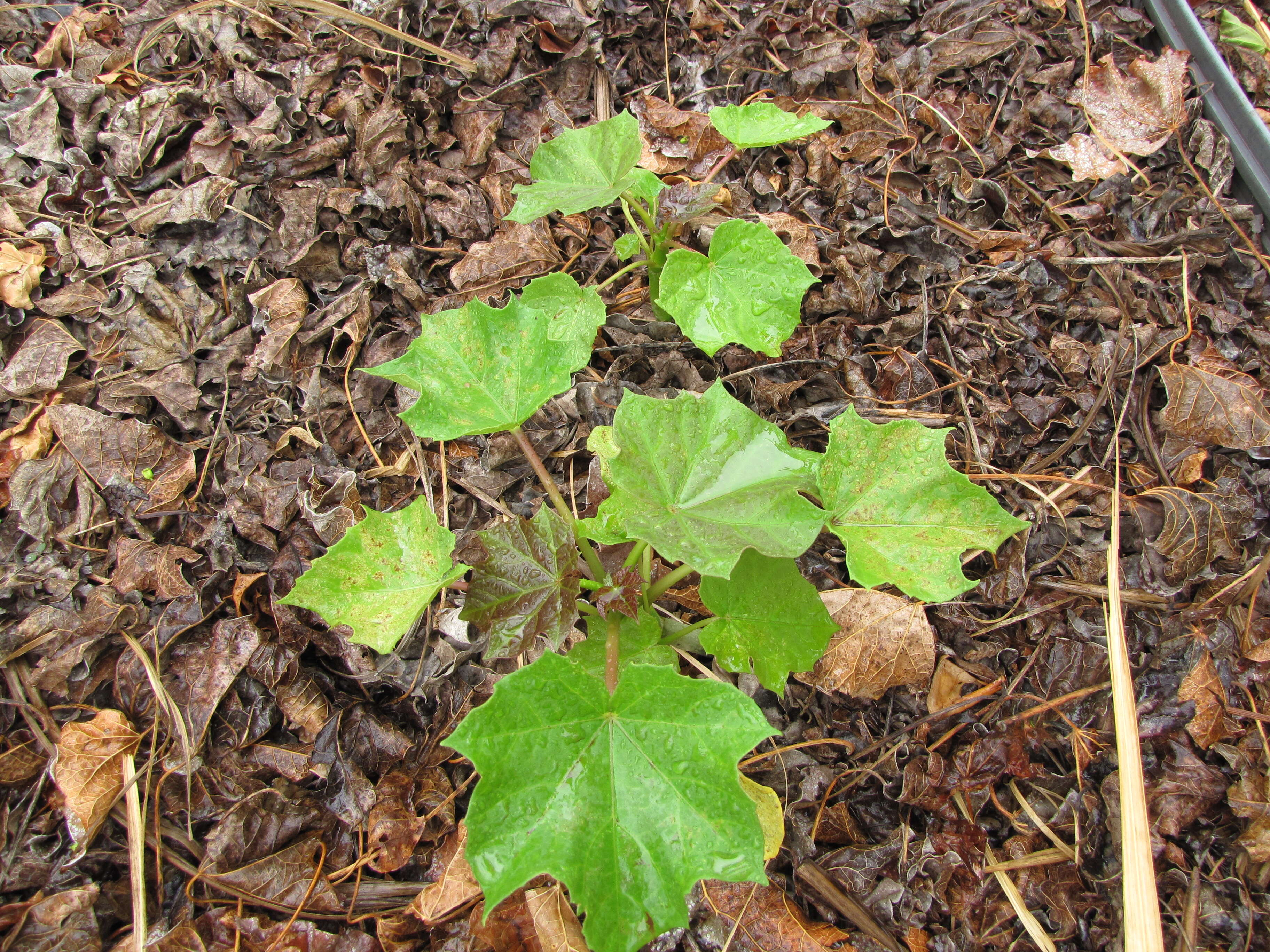 Image of Barbados nut