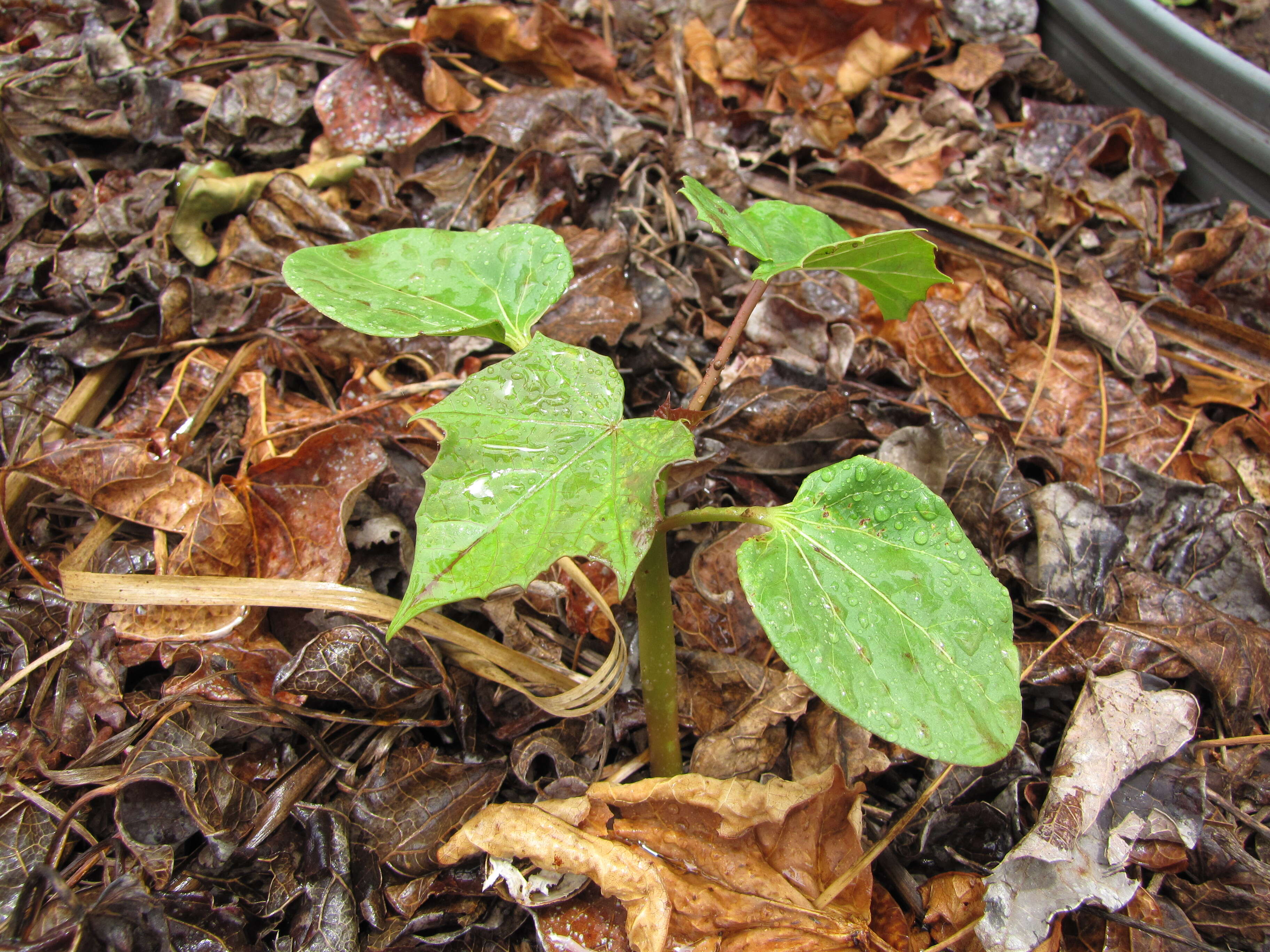 Image of Barbados nut