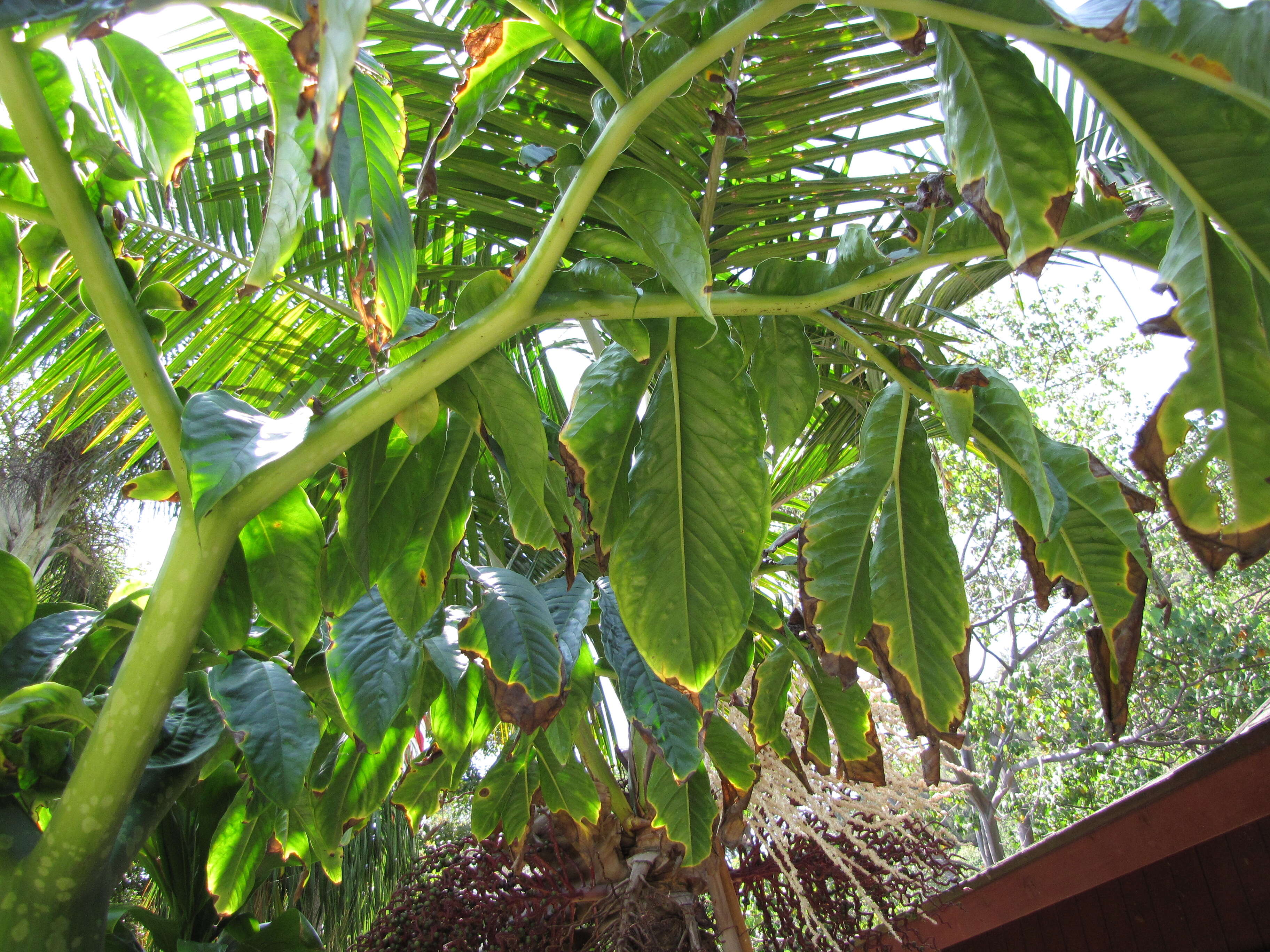 Amorphophallus titanum (Becc.) Becc. resmi