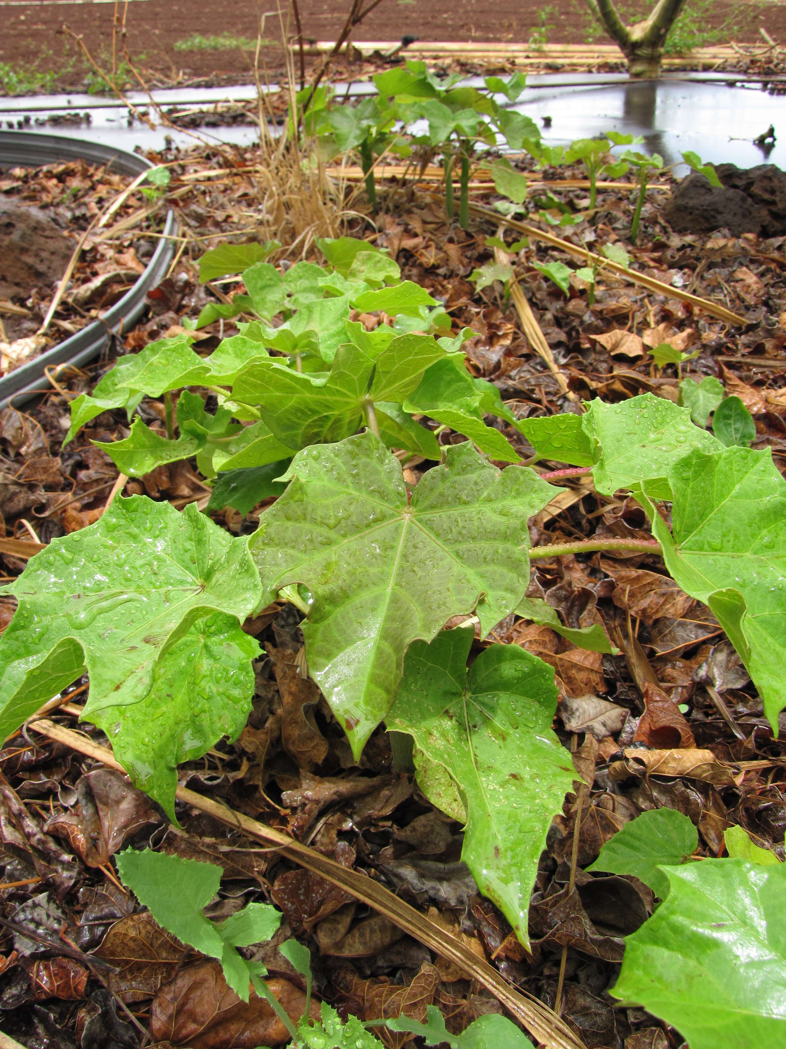 Image of Barbados nut