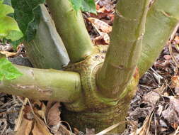 Image of Barbados nut