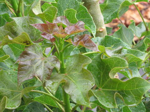 Image of Barbados nut