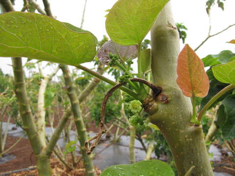 Image of Barbados nut