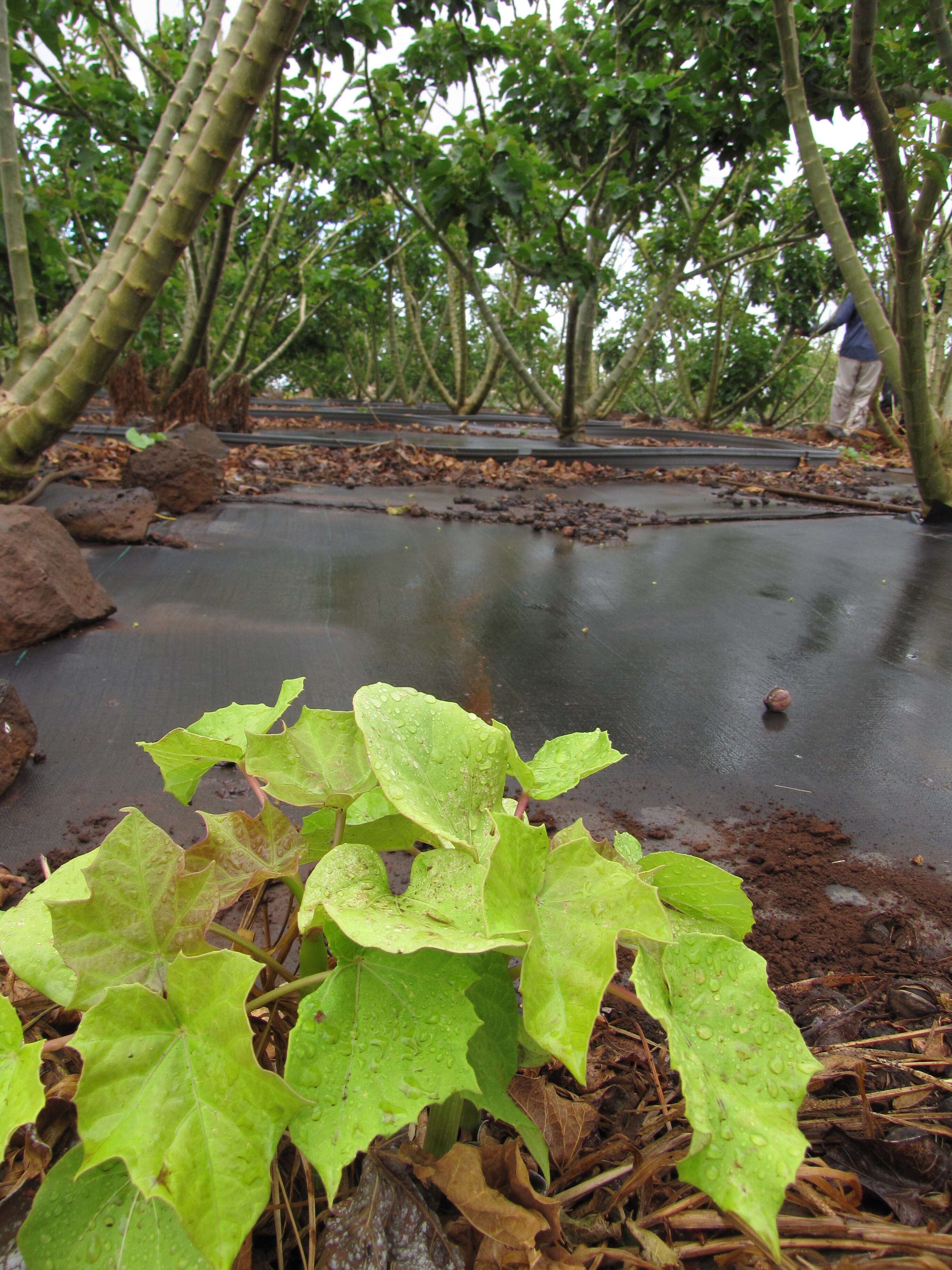 Image of Barbados nut