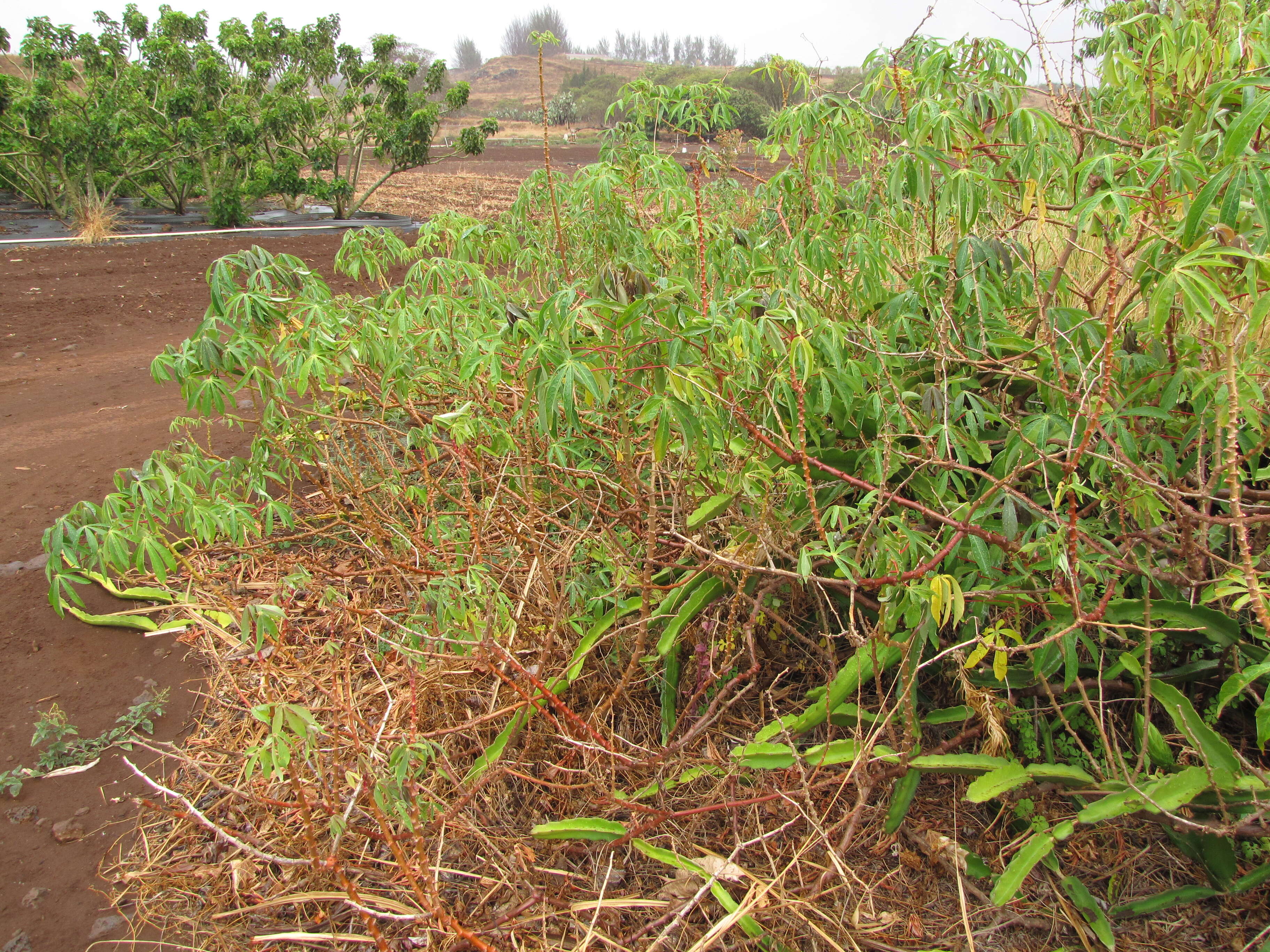 Image of cassava