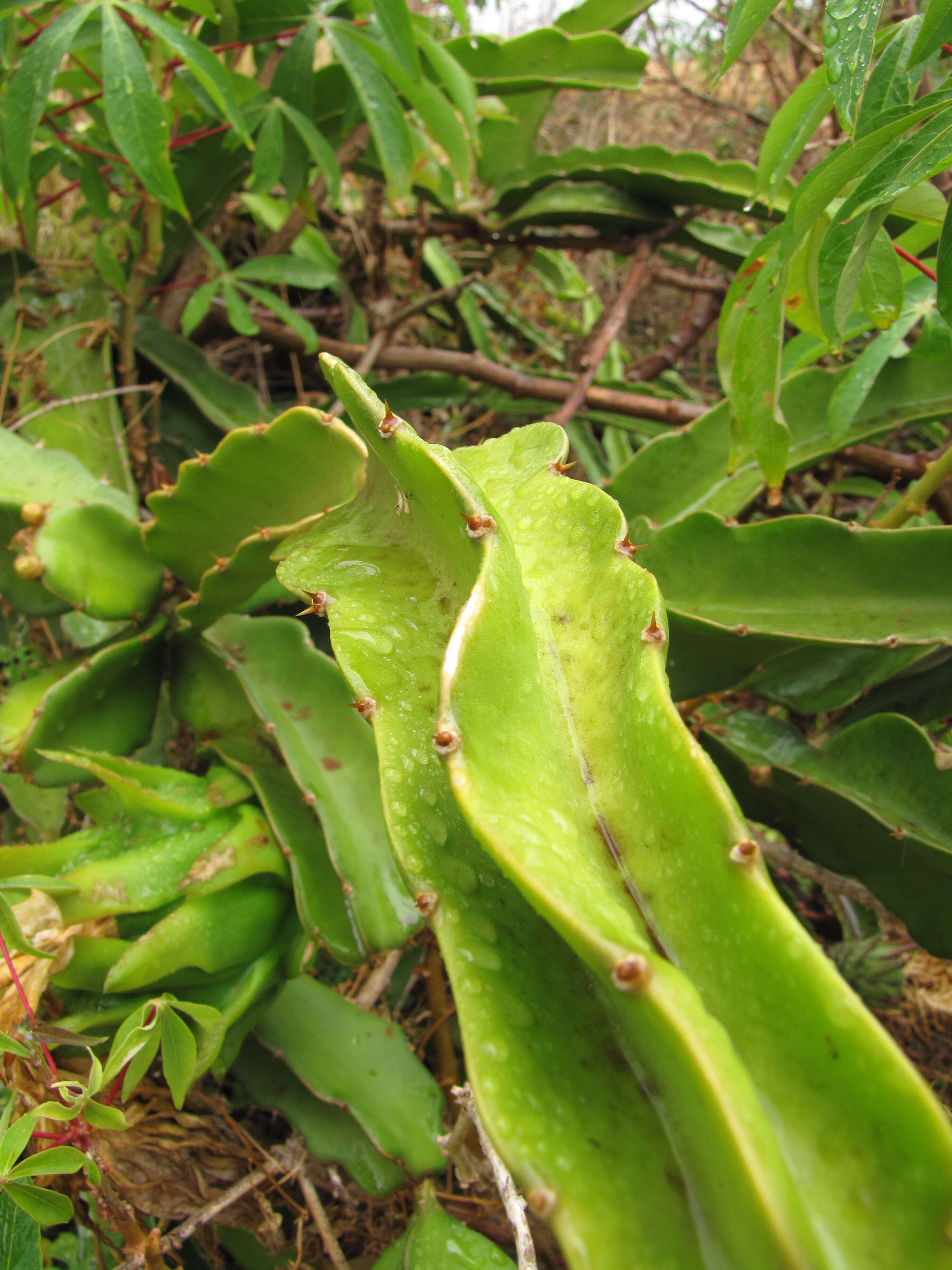 Image of Selenicereus undatus (Haw.) D. R. Hunt