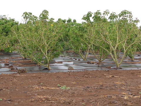 Image of Barbados nut