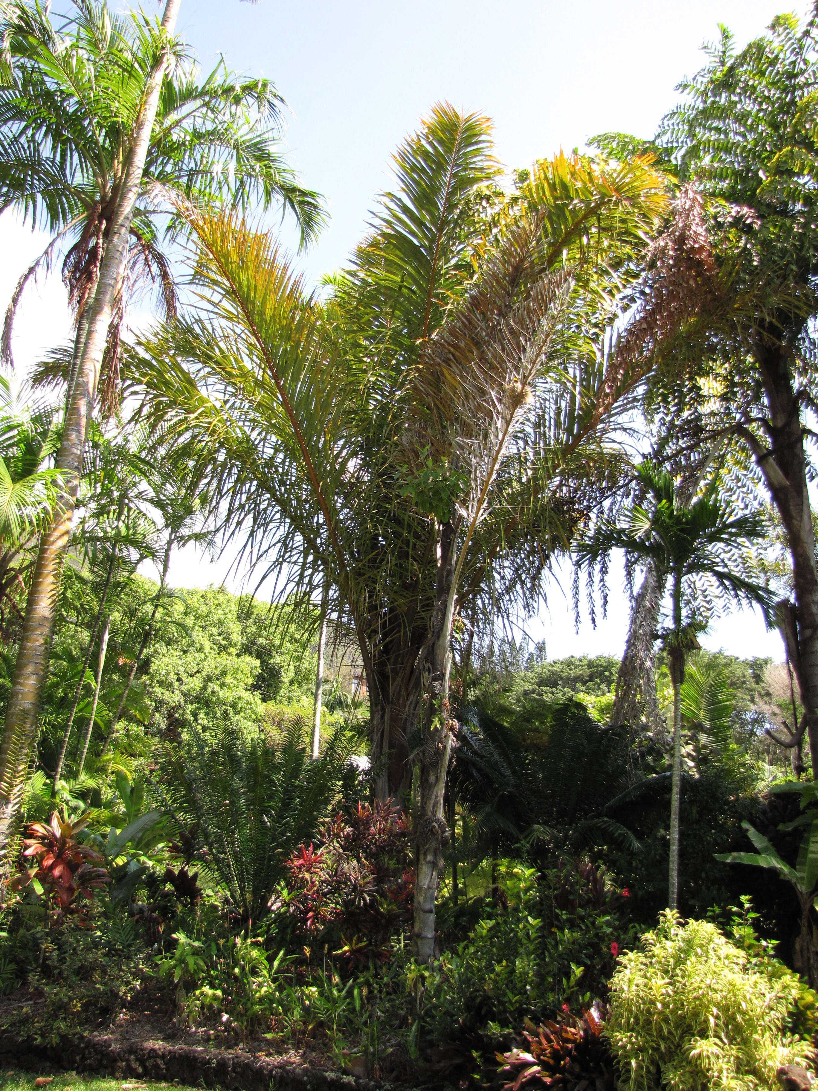 Image of raffia palm