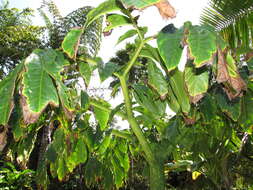 Amorphophallus titanum (Becc.) Becc. resmi