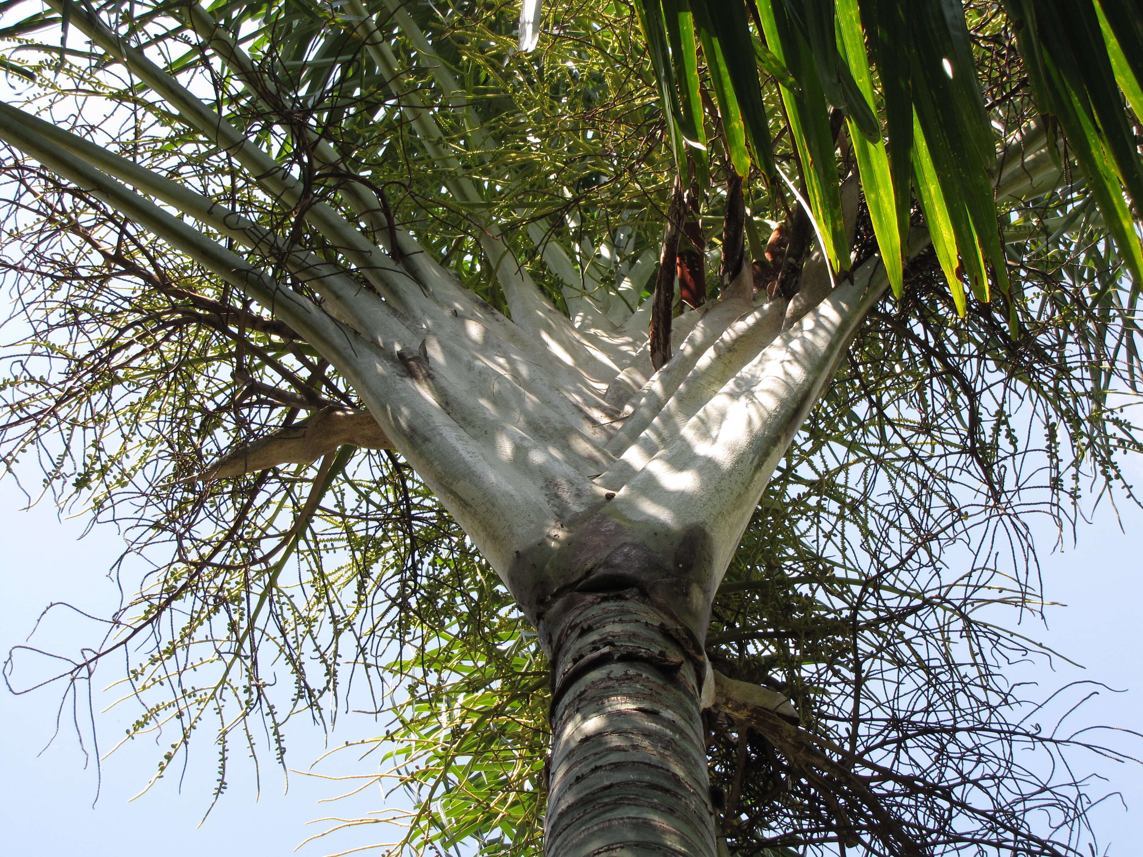 Image of Triangle palm