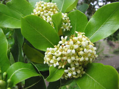 Слика од Pittosporum viridiflorum Sims