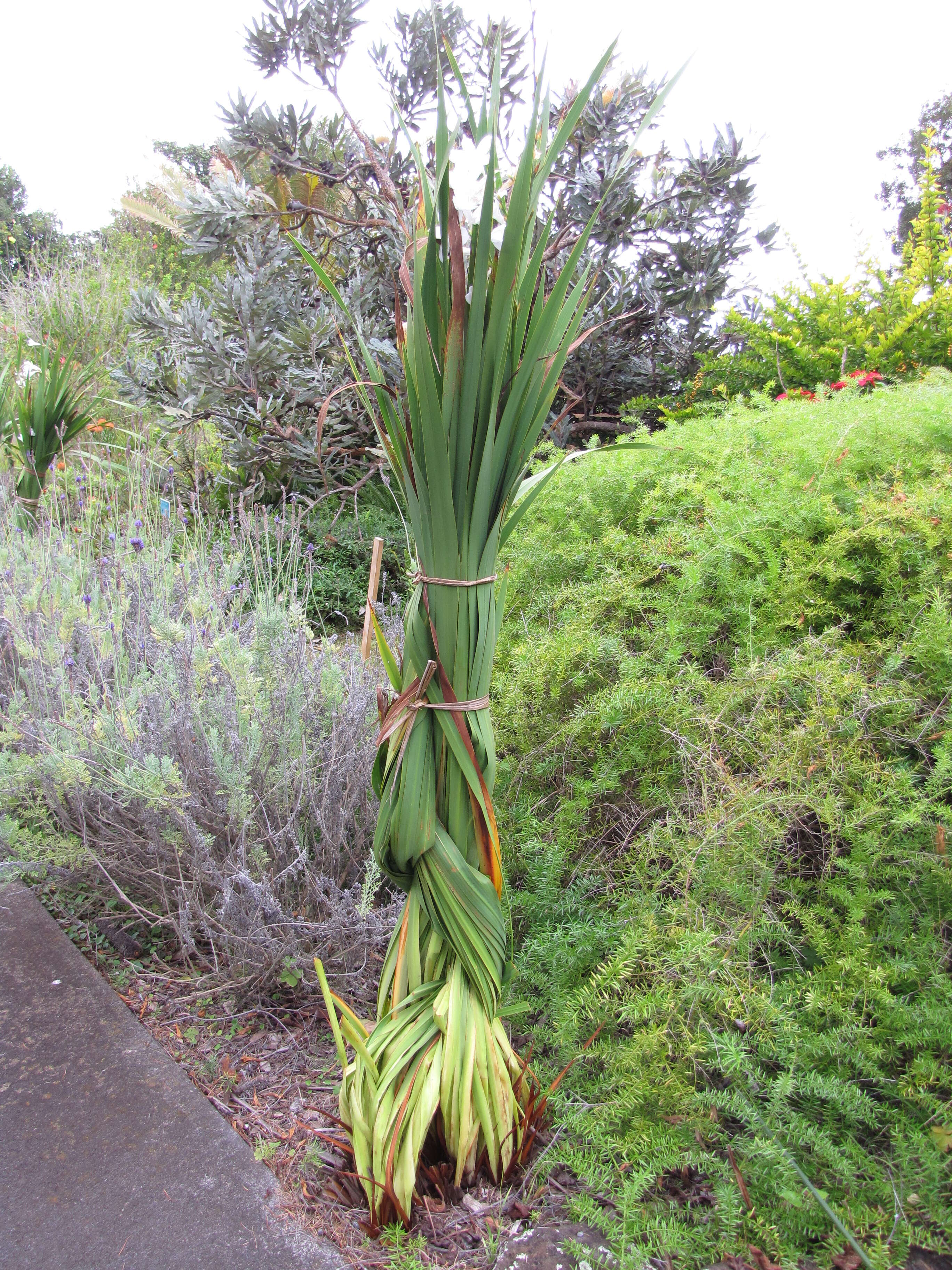 Image of Cape bugle-lily