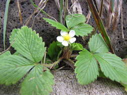 Image of woodland strawberry