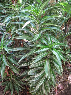 Image of fragrant dracaena