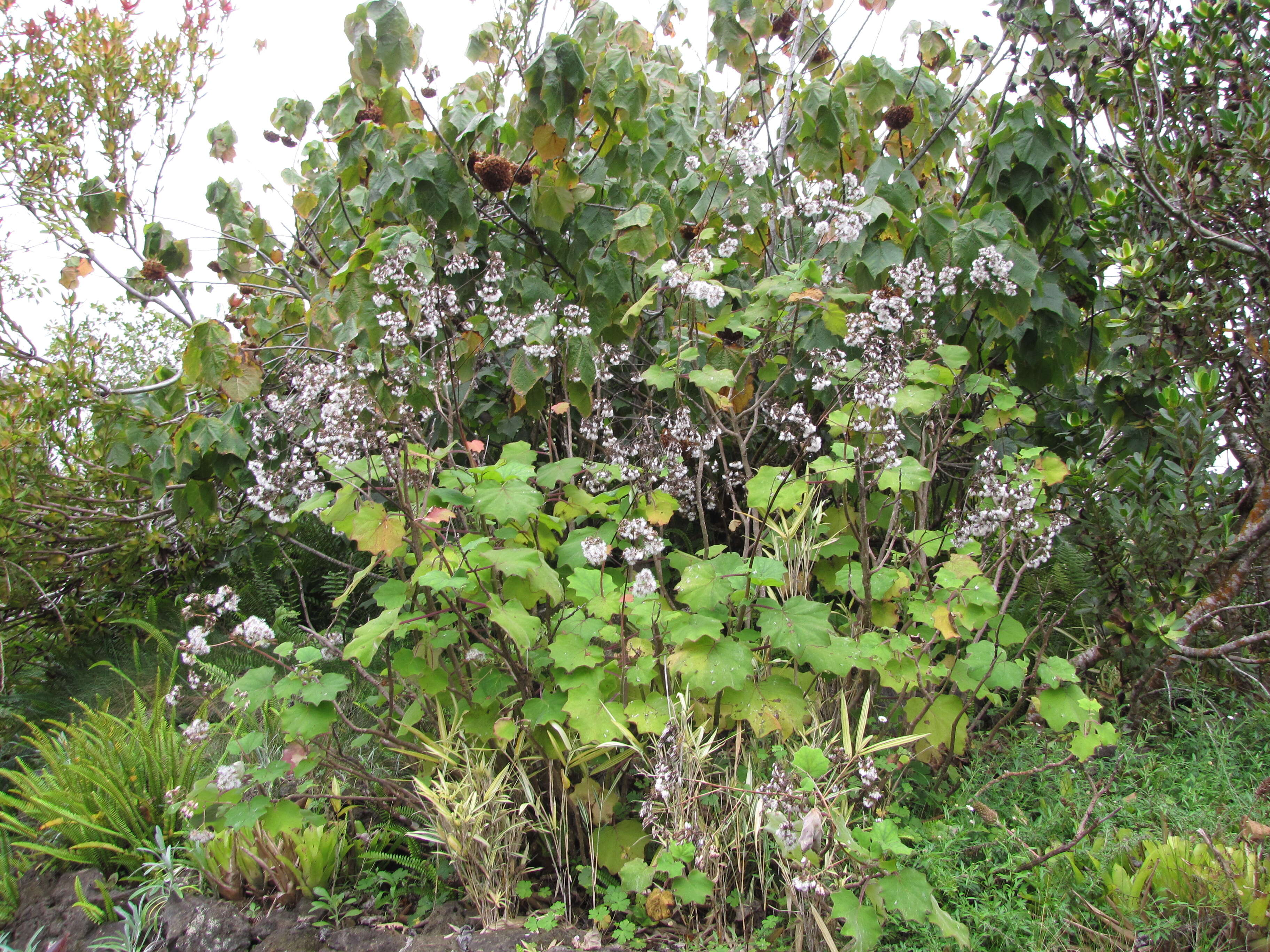 Image of velvet groundsel