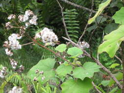 Image of velvet groundsel