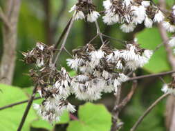 Image of velvet groundsel