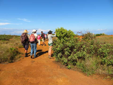 Image of coastal sandalwood