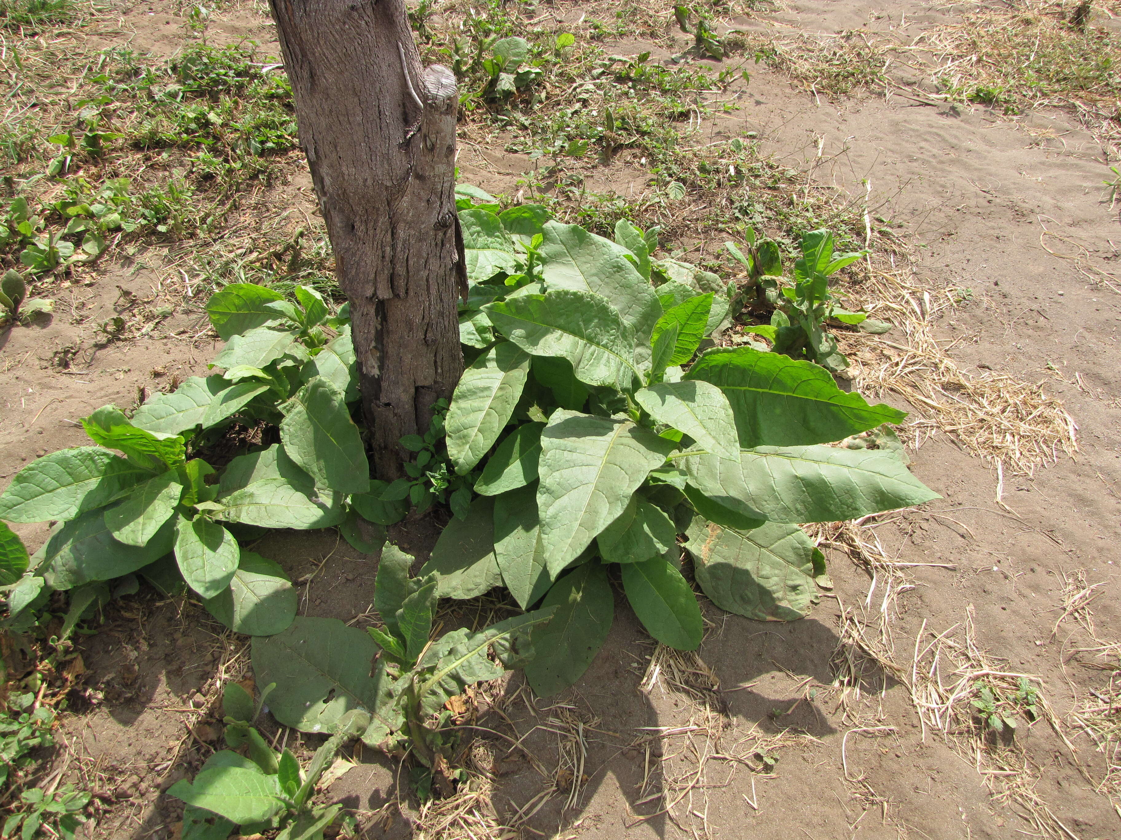 Image of cultivated tobacco
