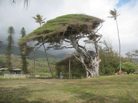 Image of Caroline banyan