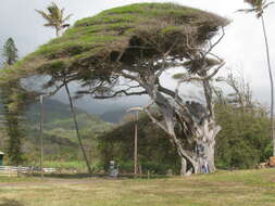 Image of Caroline banyan