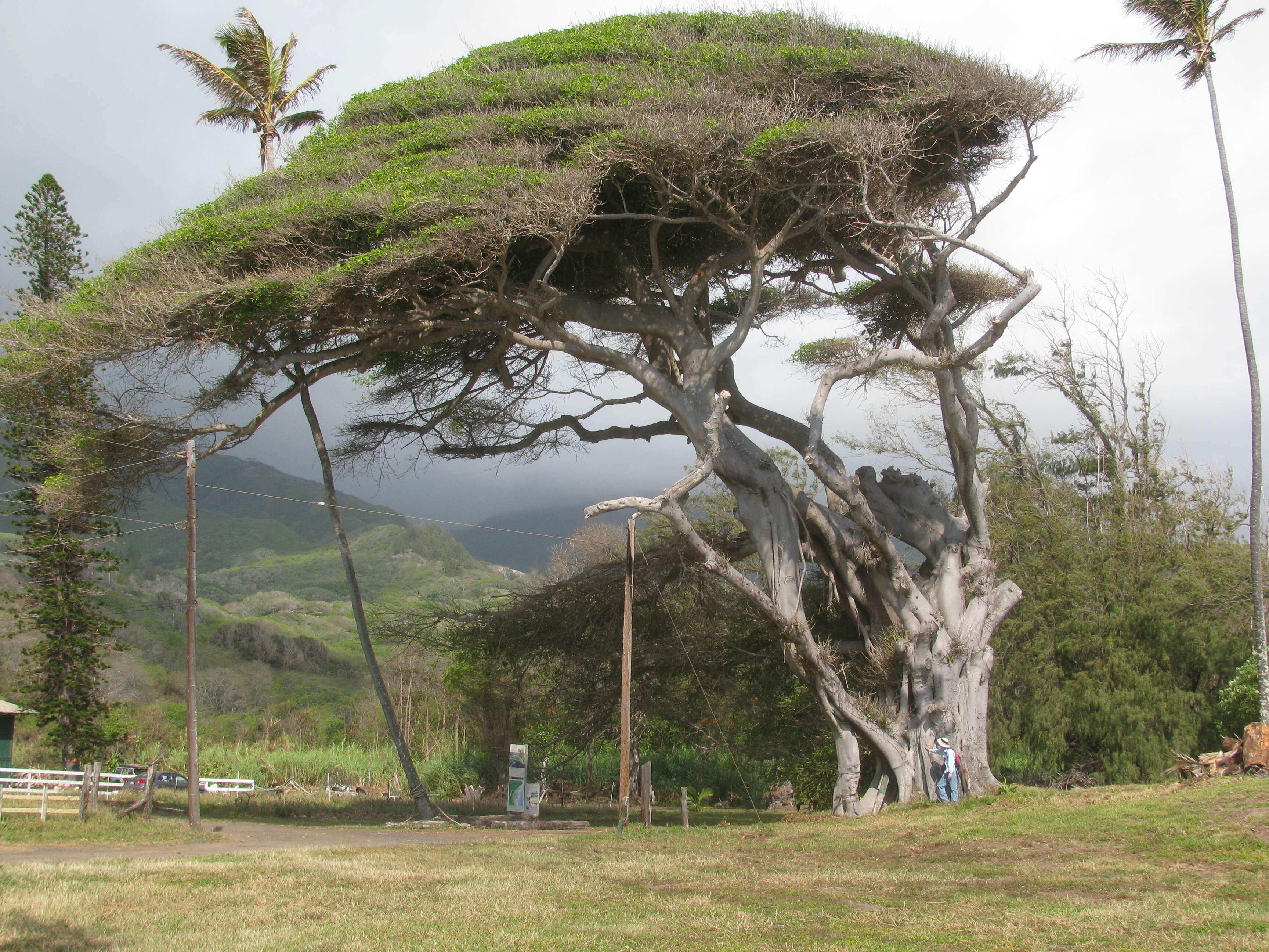 Image of Caroline banyan