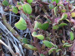 Image of desert horsepurslane