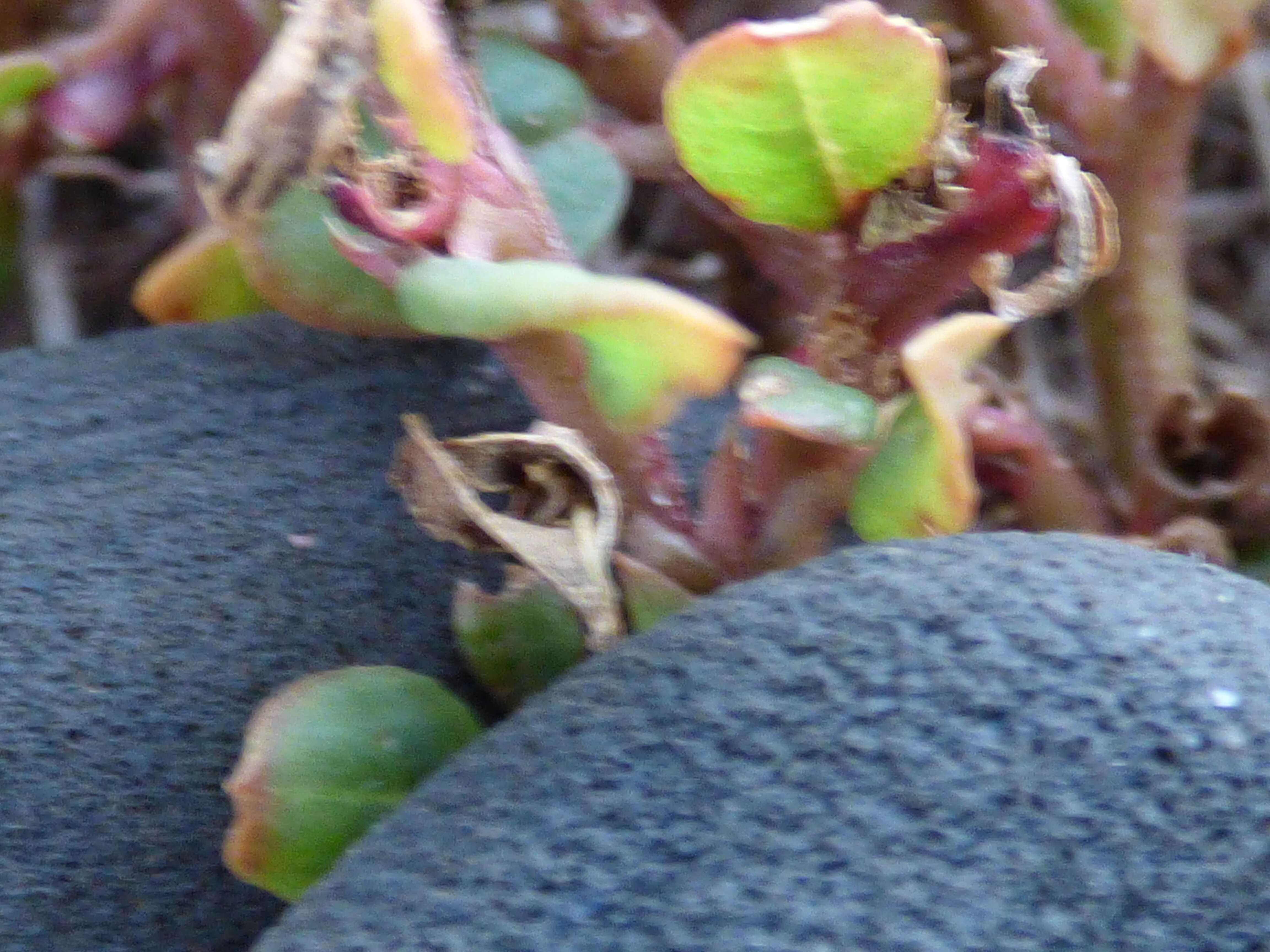 Image of desert horsepurslane