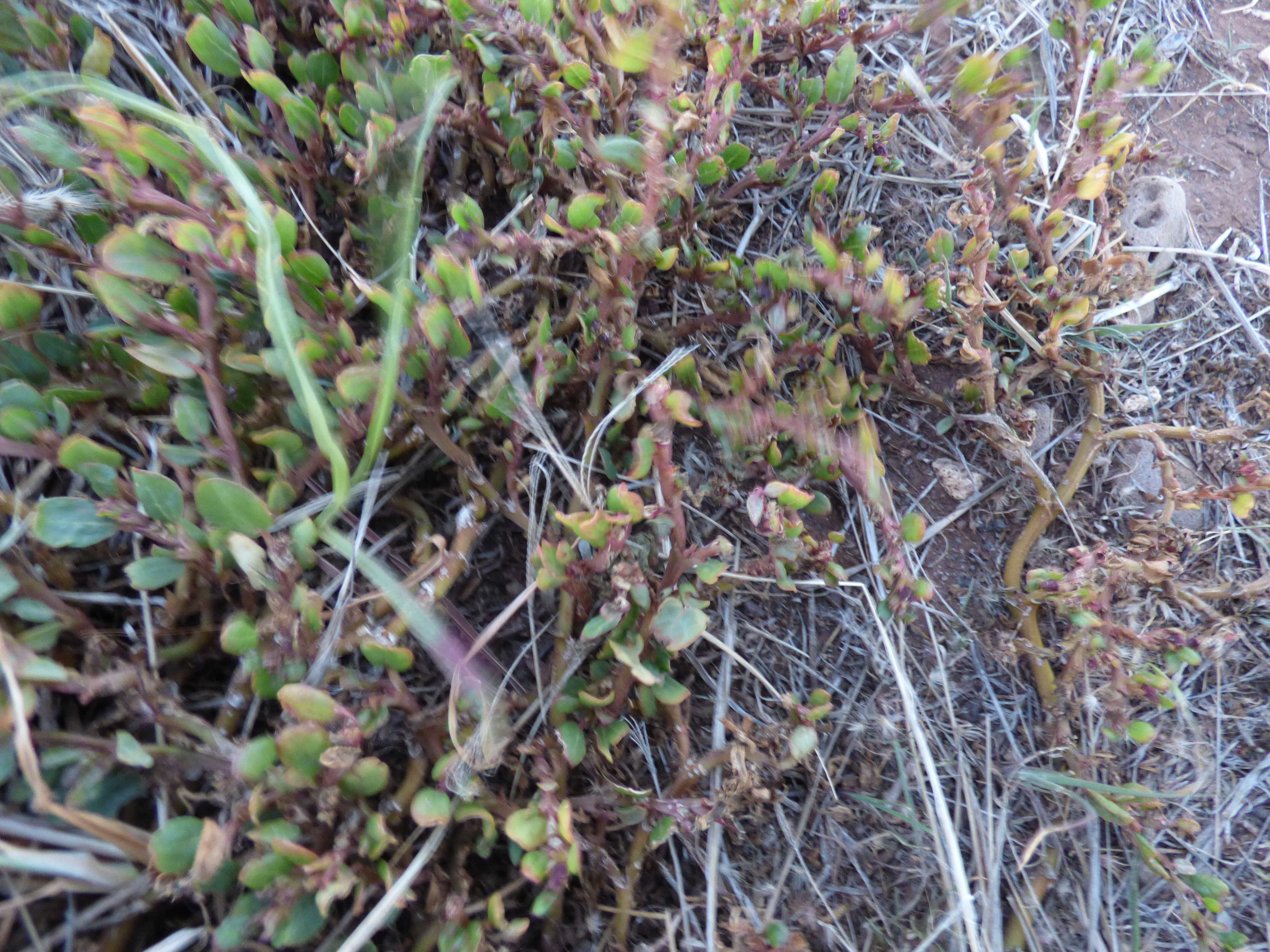 Image of desert horsepurslane