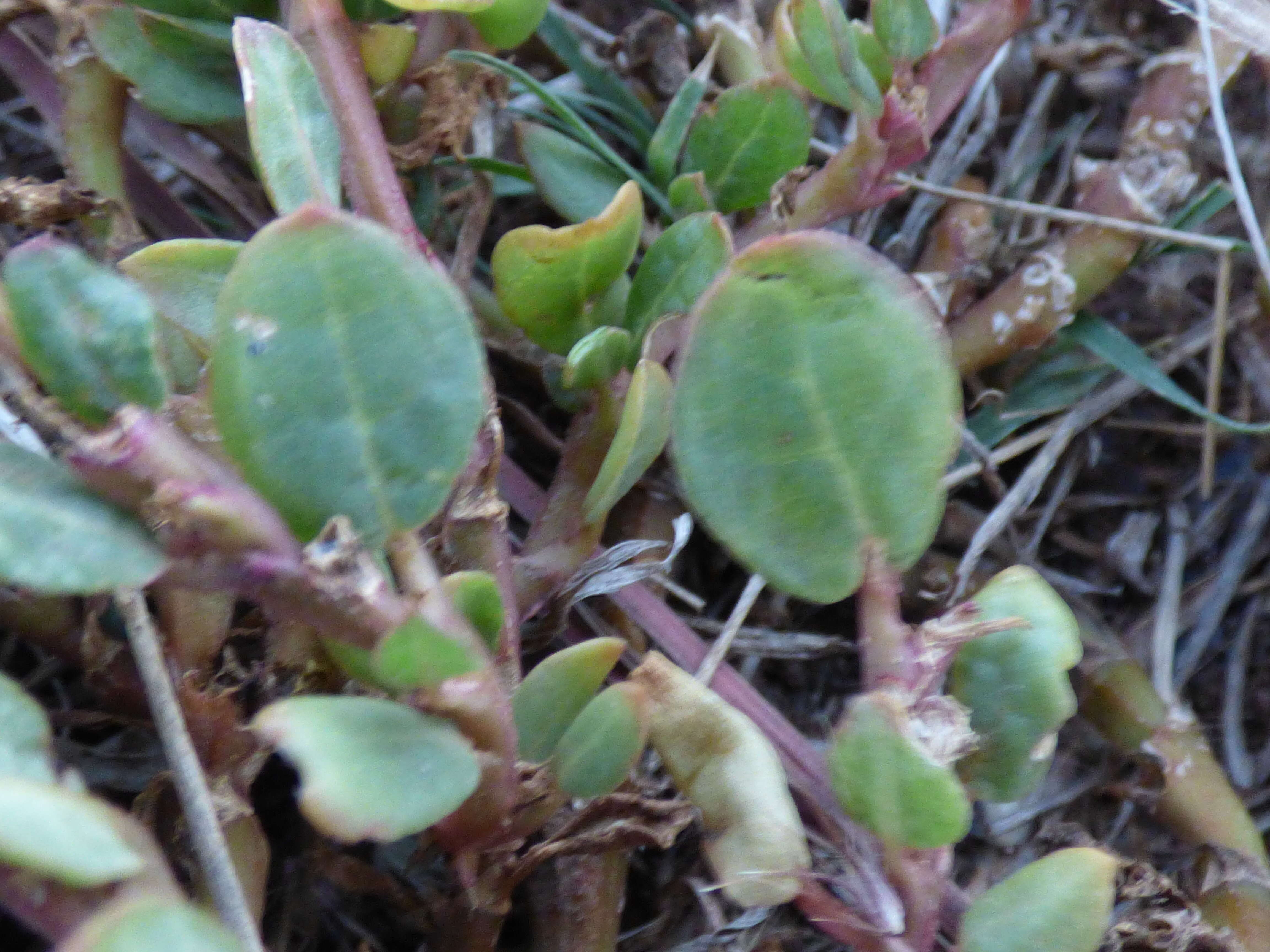 Image of desert horsepurslane