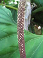 Image of Anthurium hookeri Kunth