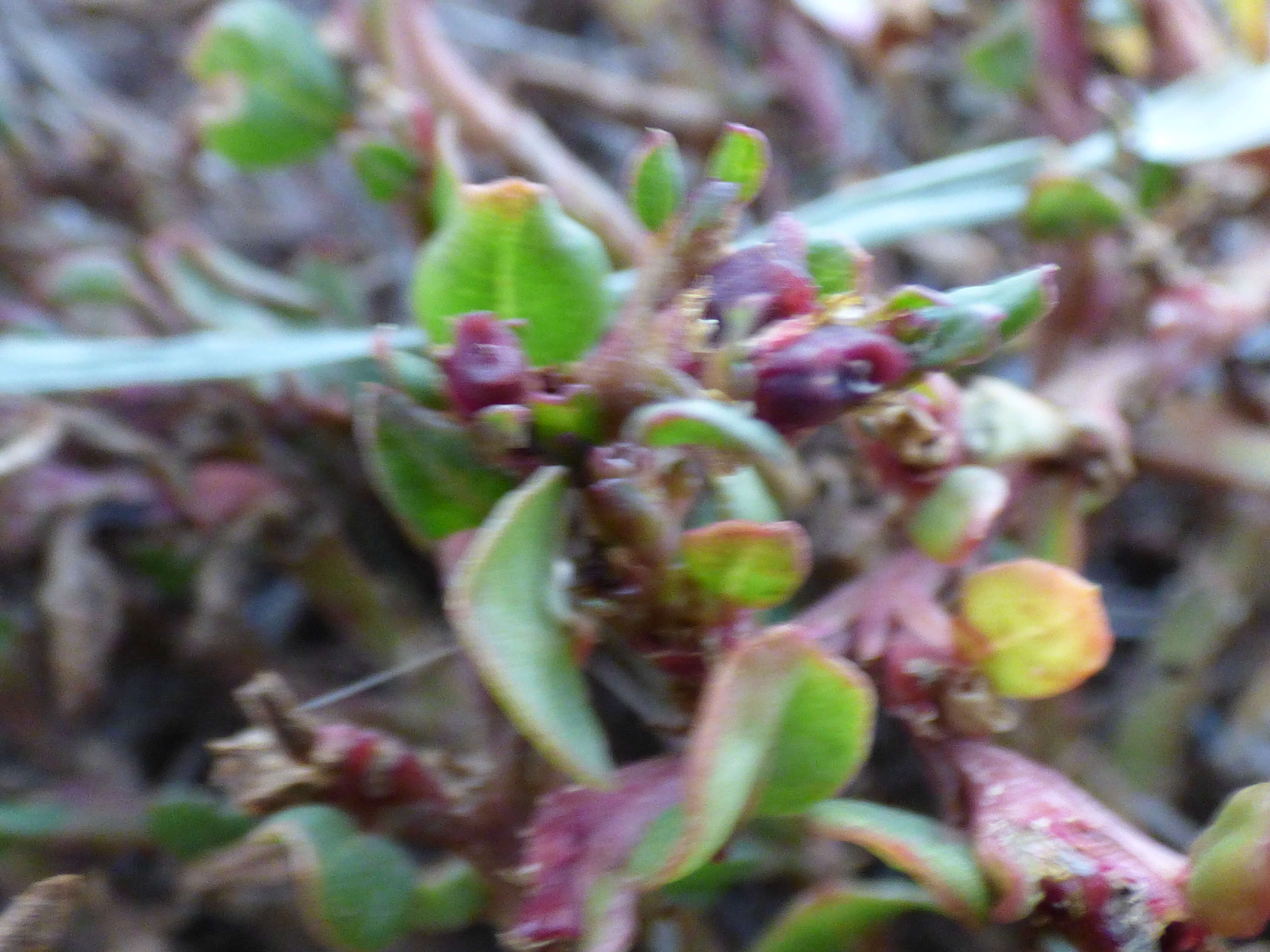 Image of desert horsepurslane