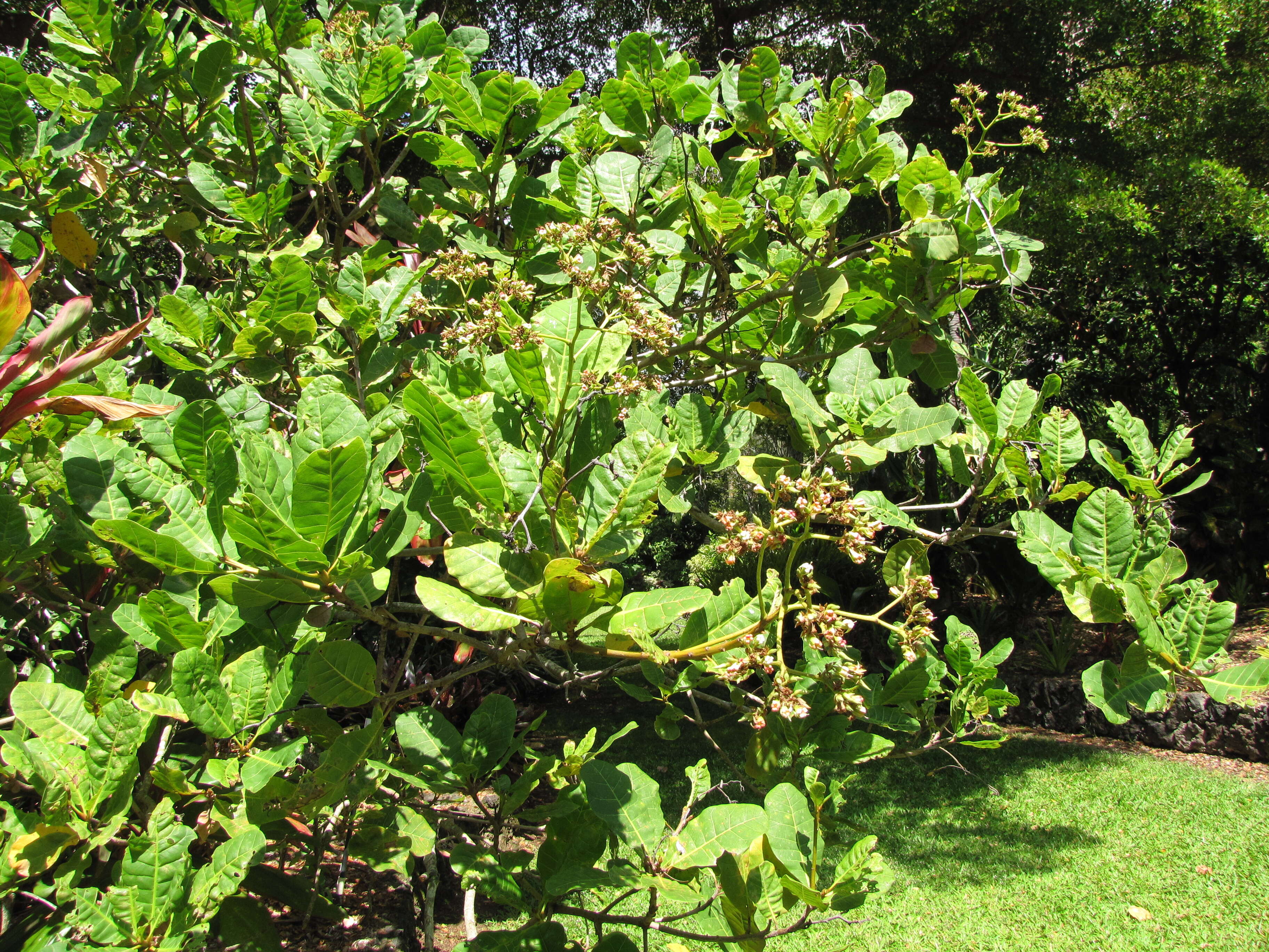 Image of cashew