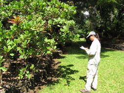 Image of cashew