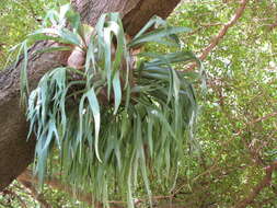 Image of staghorn