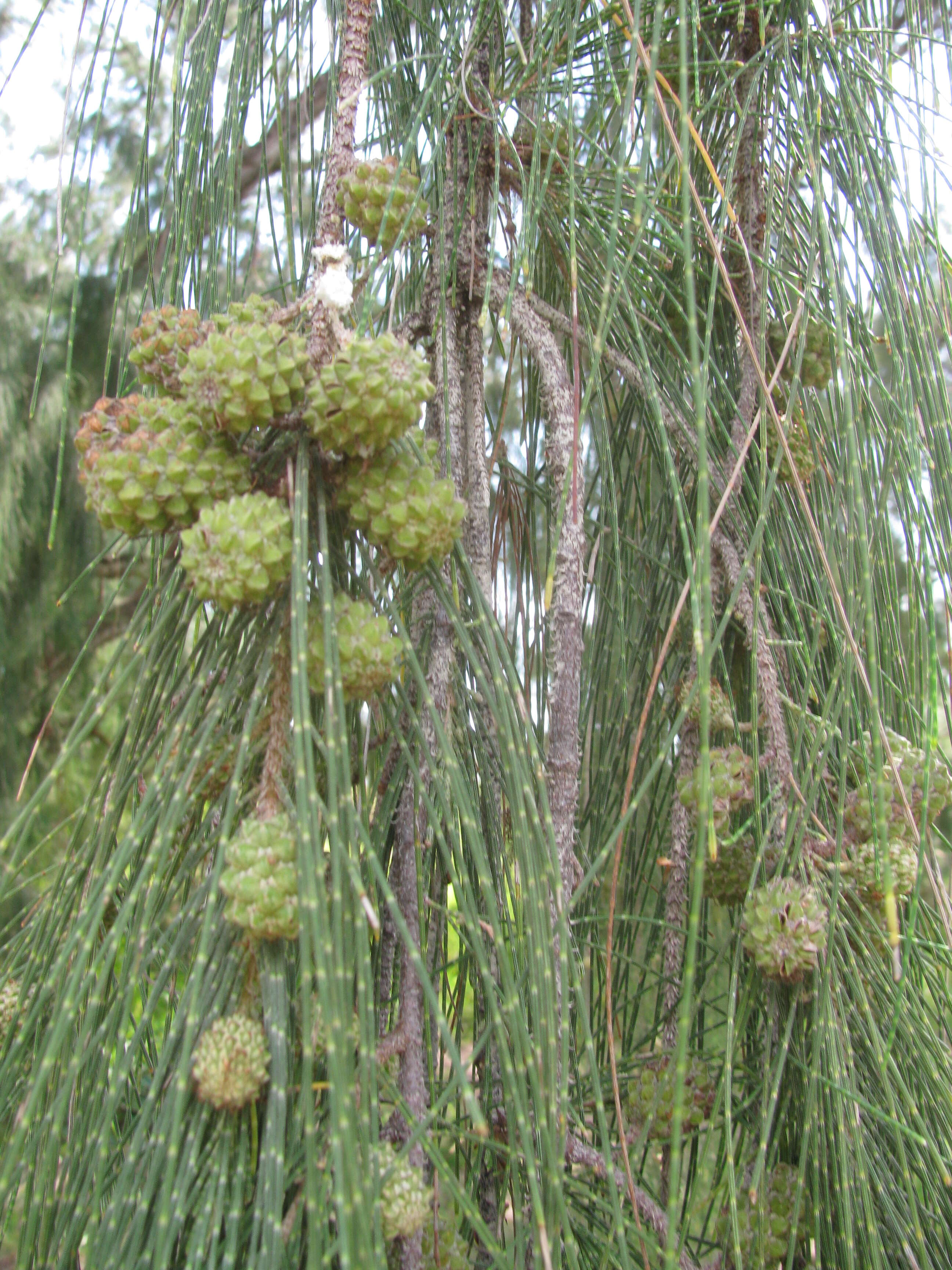 Image of gray sheoak