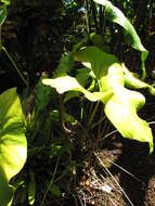 Image de Anthurium andraeanum Linden ex André