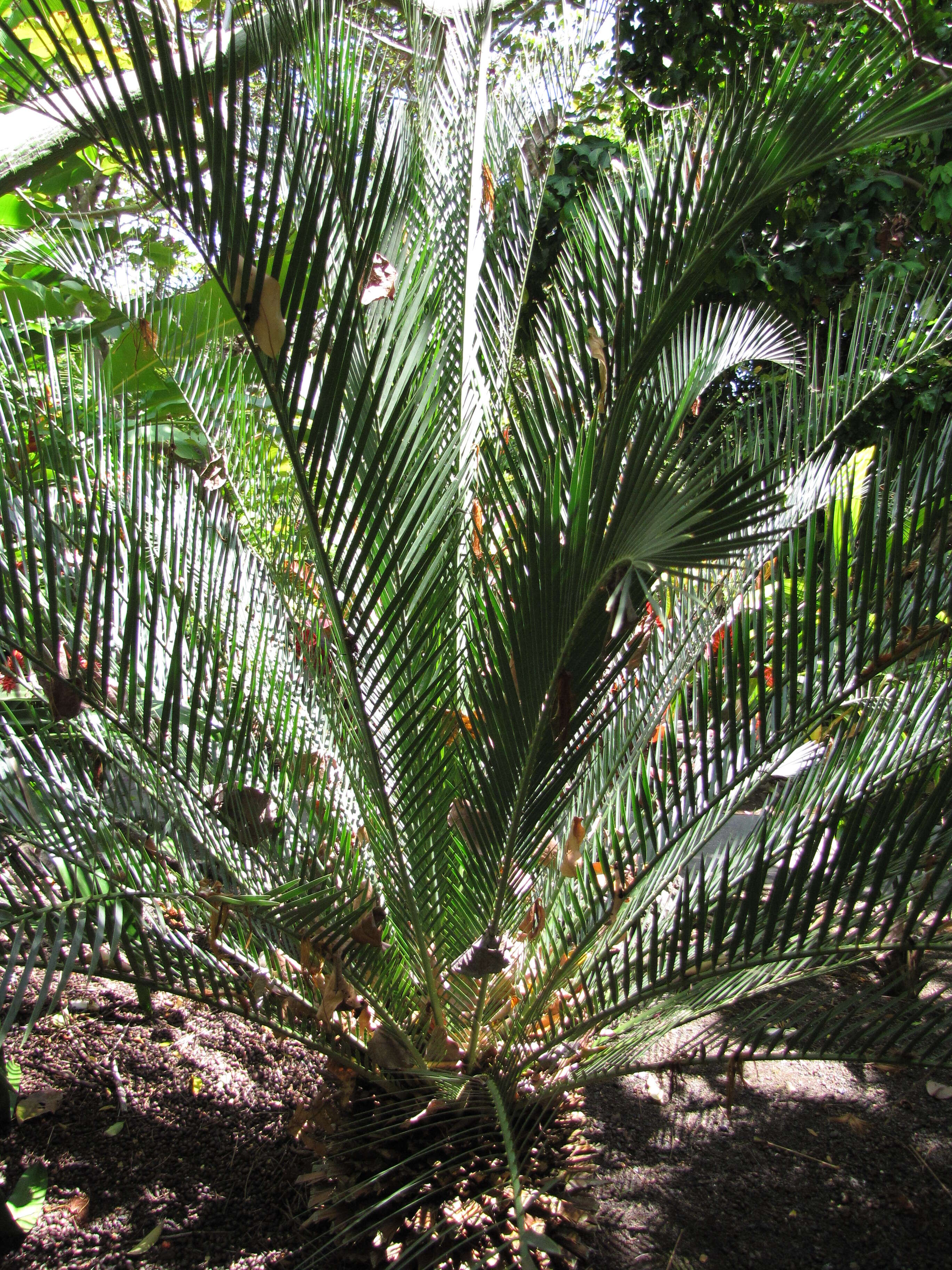 Image of Macrozamia moorei F. Muell.