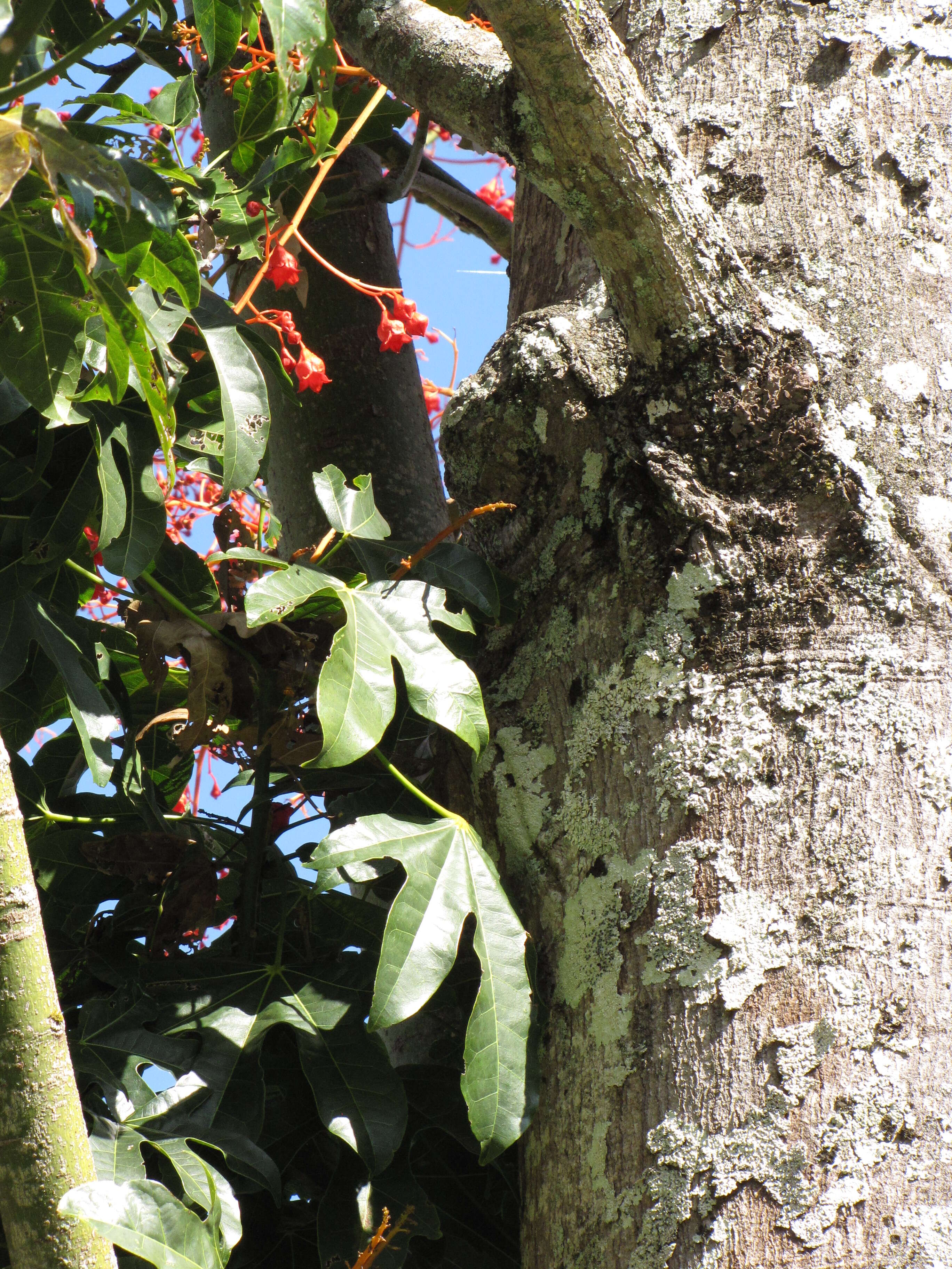 Image of flame bottletree