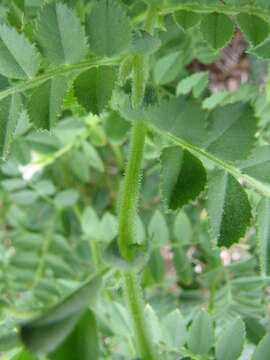 Image of chick pea