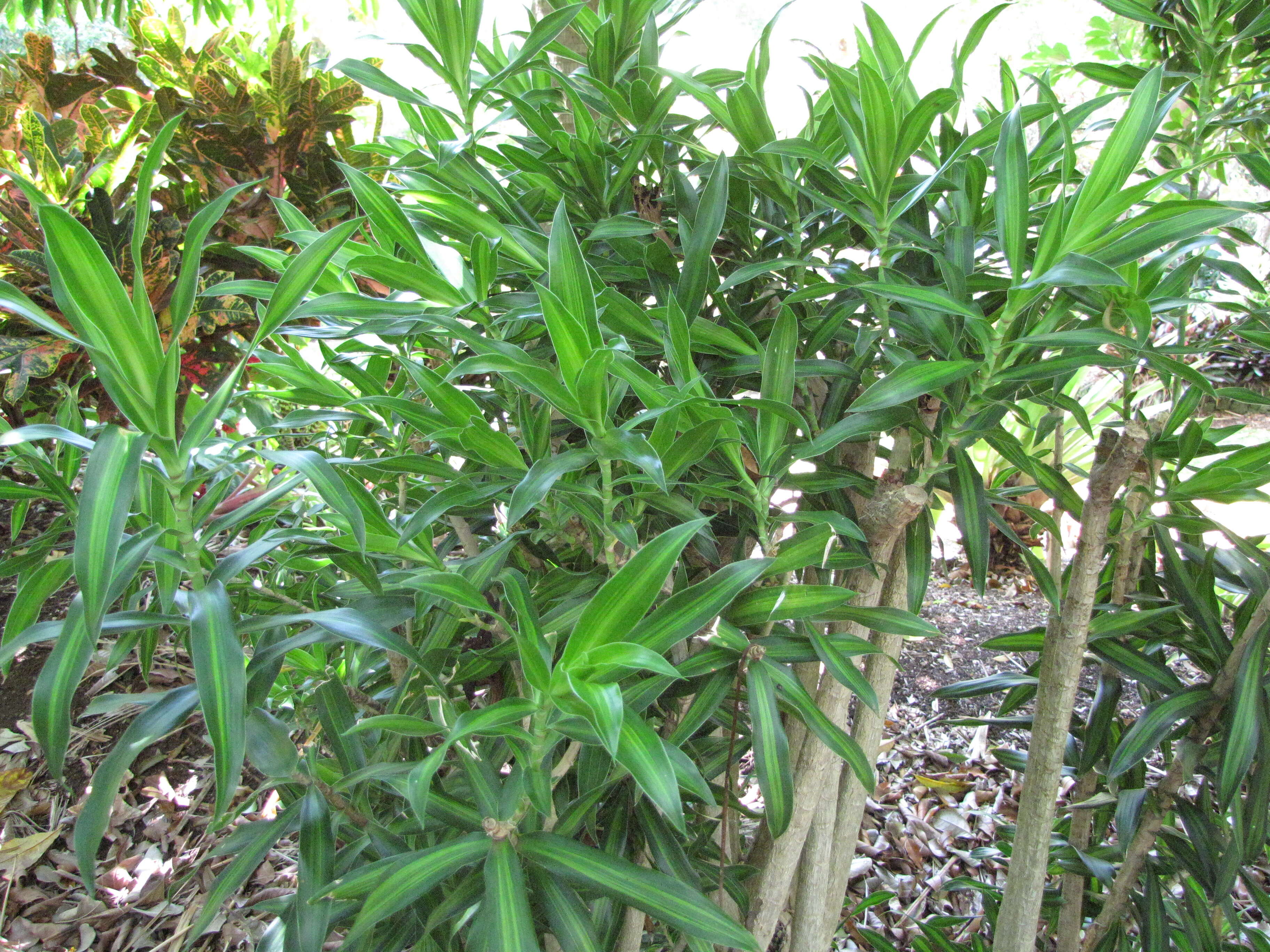 Image of Dracaena reflexa Lam.