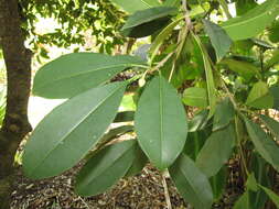 Image of sapodilla