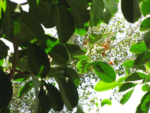 Image of Fagraea berteroana A. Gray ex Benth.