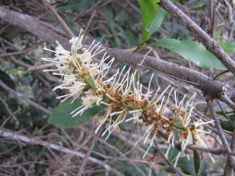 Image of macadamia nut