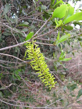 Image of macadamia nut