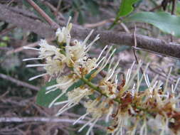 Image of macadamia nut