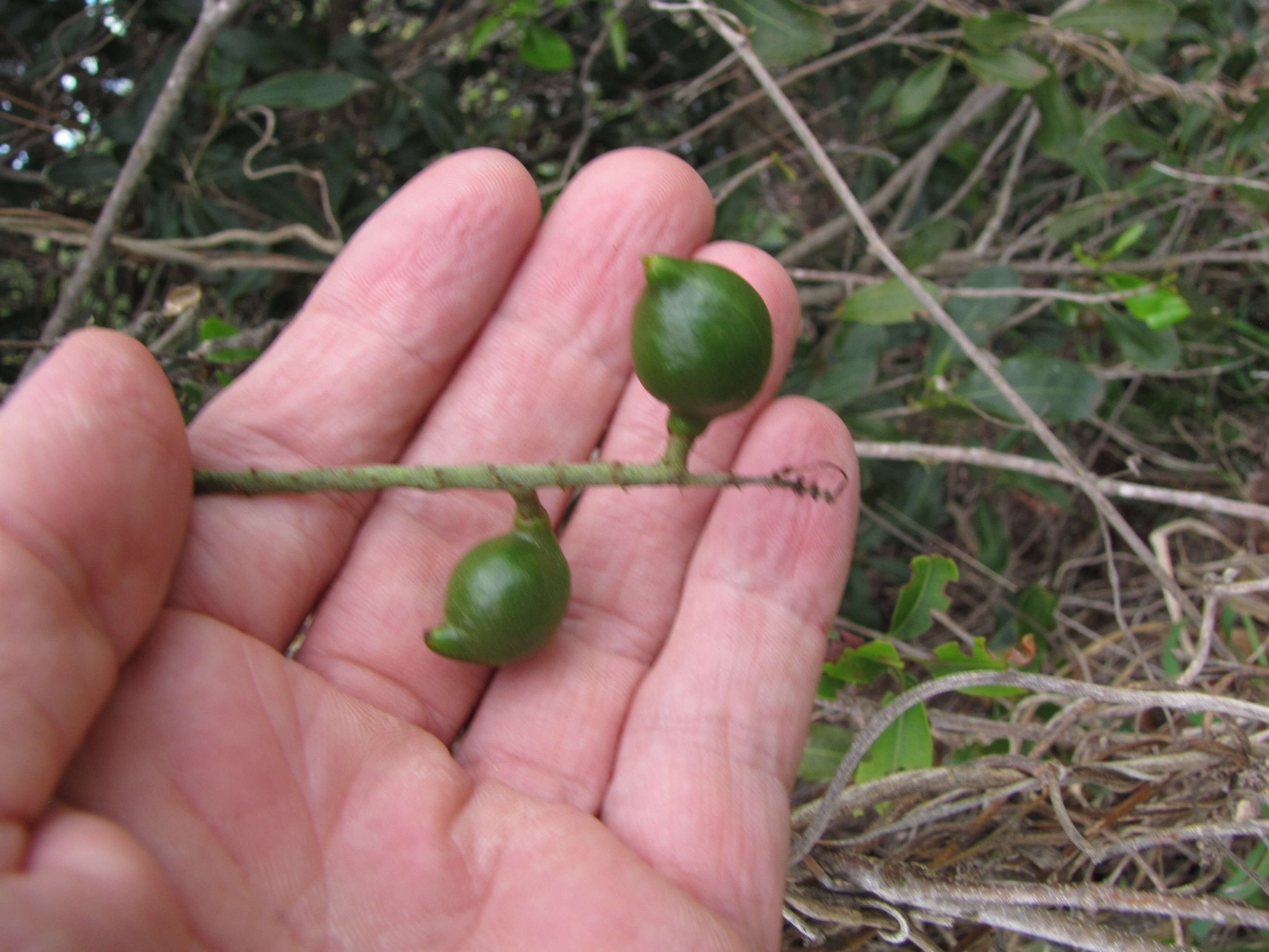 Image of macadamia nut