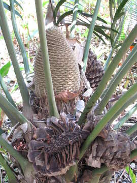 Image of Lepidozamia