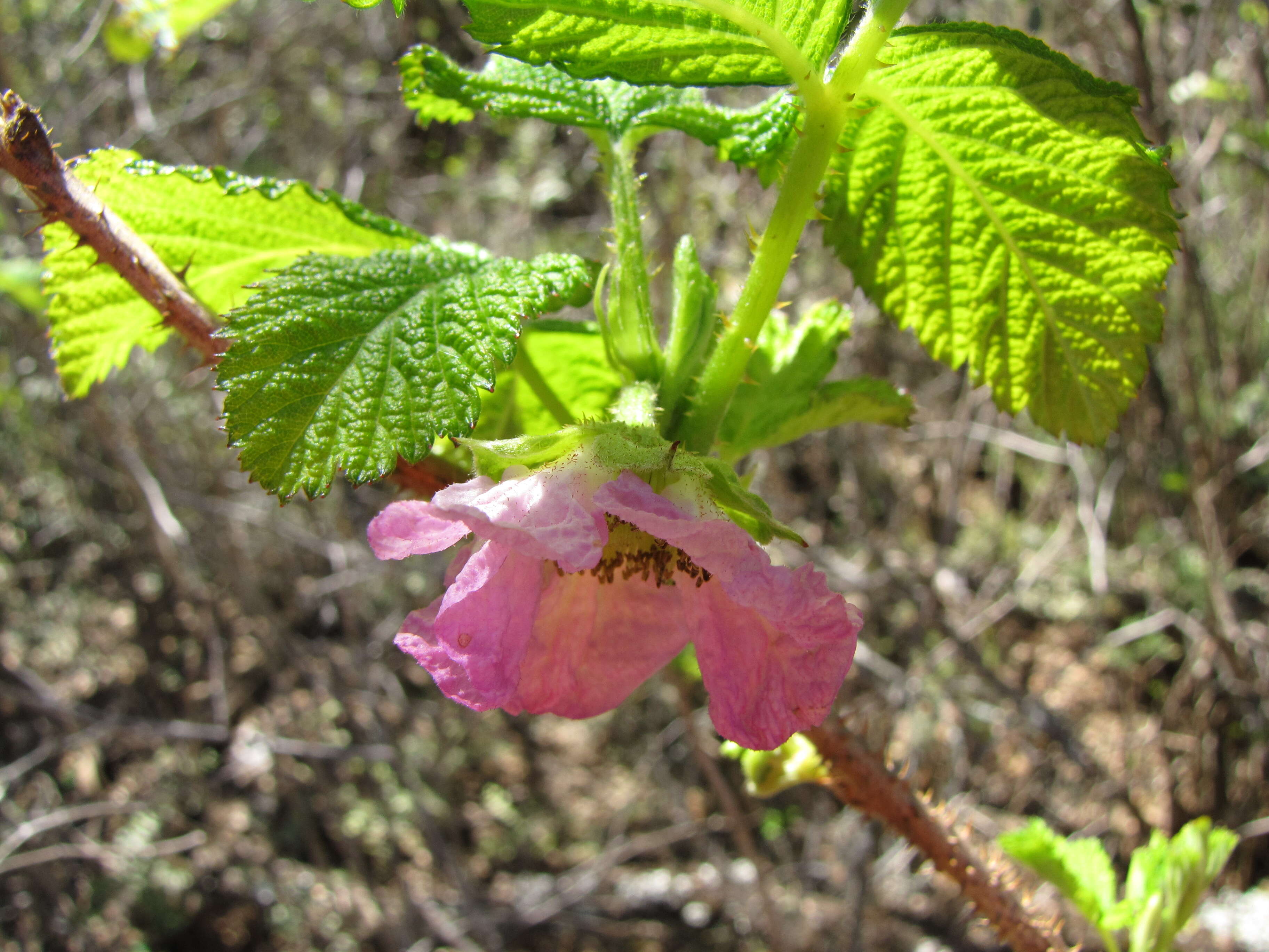 Слика од Rubus hawaiensis A. Gray